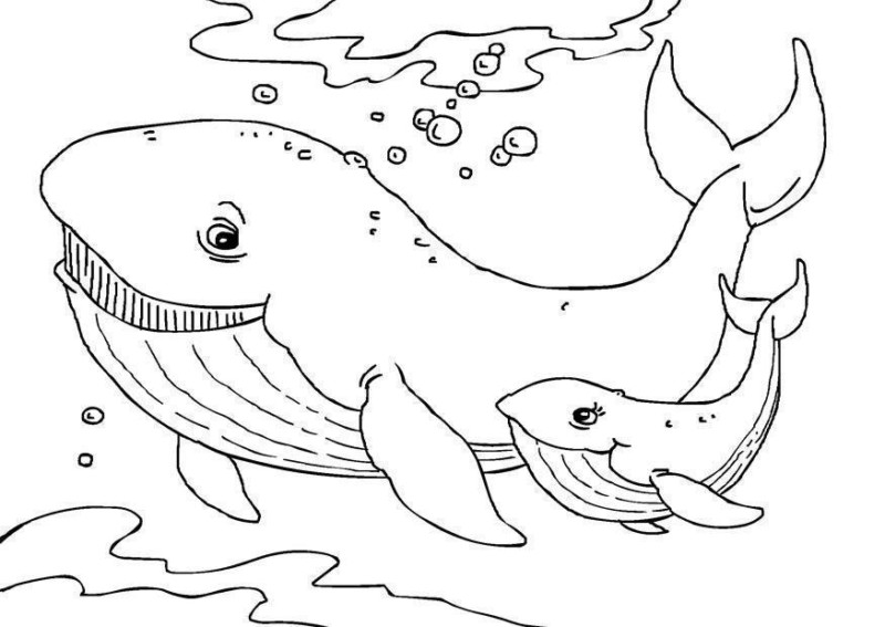 Imprimir desenho Baleias