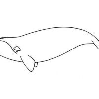 Desenhos para colorir de Baleias