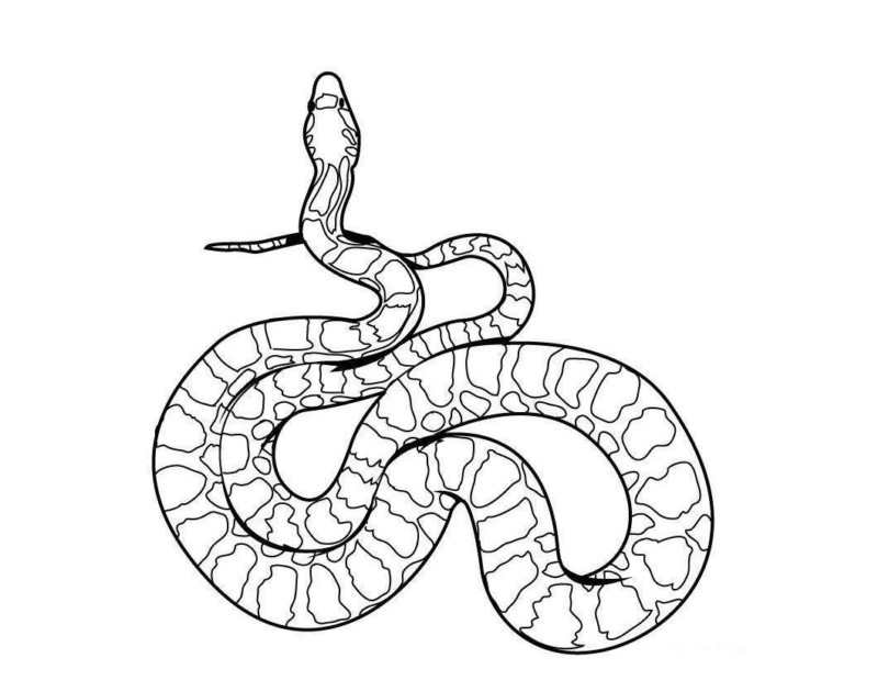 Imprimir desenho Cobras