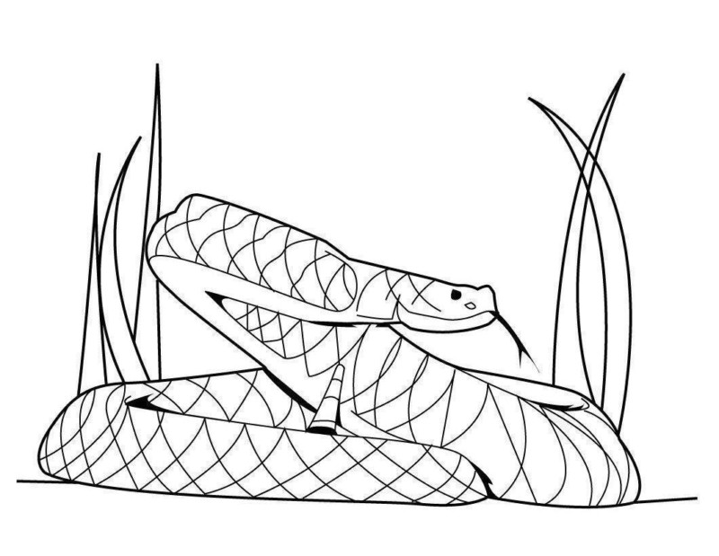 Imprimir desenho Cobras