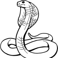 Desenhos para colorir de Cobras