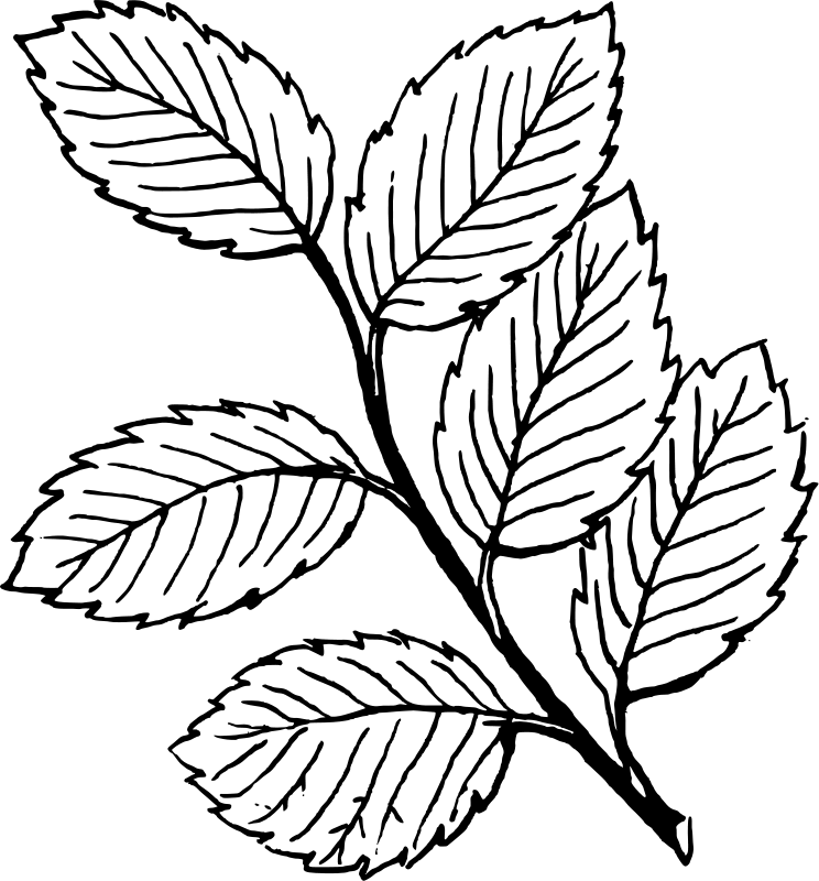 Imprimir desenho Folhas