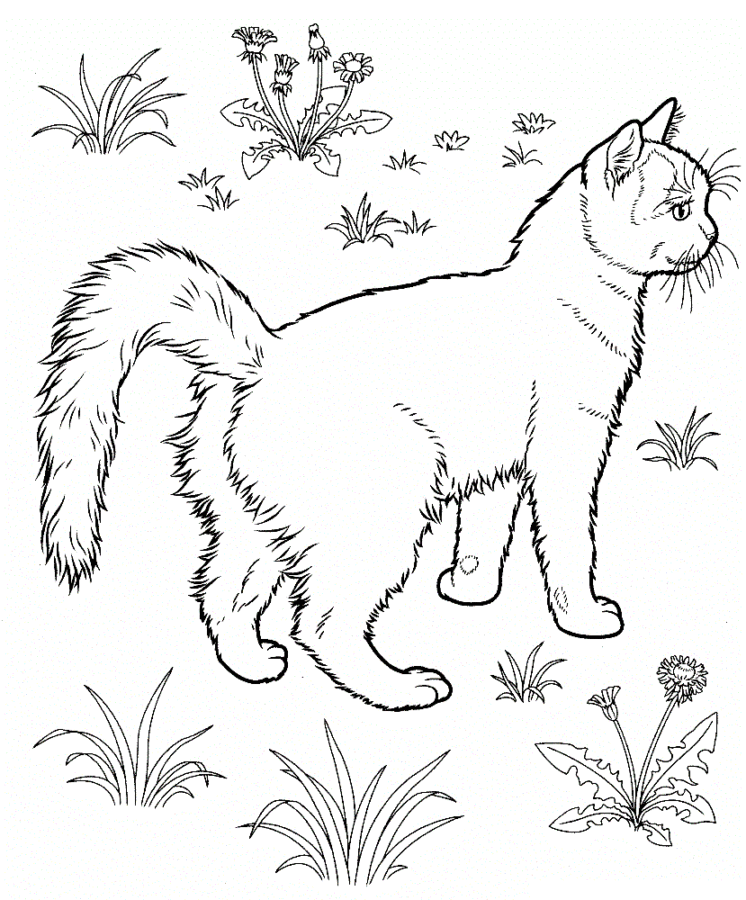 Desenhos infantis de gatos para pintar