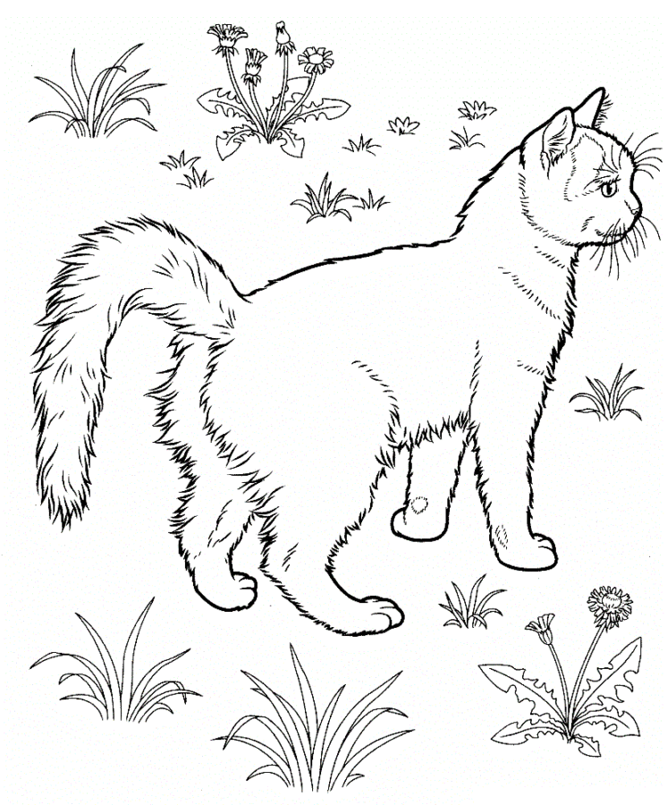 Imprimir desenho Gatos