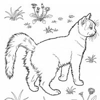 Desenhos para colorir de Gatos