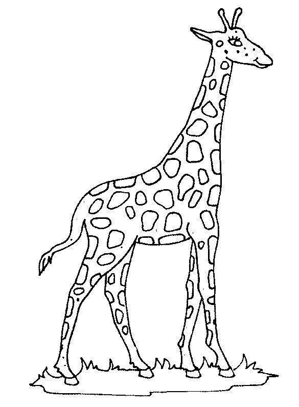 Imprimir desenho Girafas