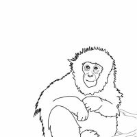 Desenhos para colorir de Macacos