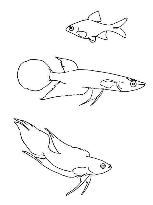 Imprimir desenho Peixes
