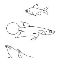 Desenhos para colorir de Peixes