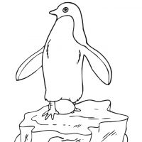 Desenhos para colorir de Pinguins