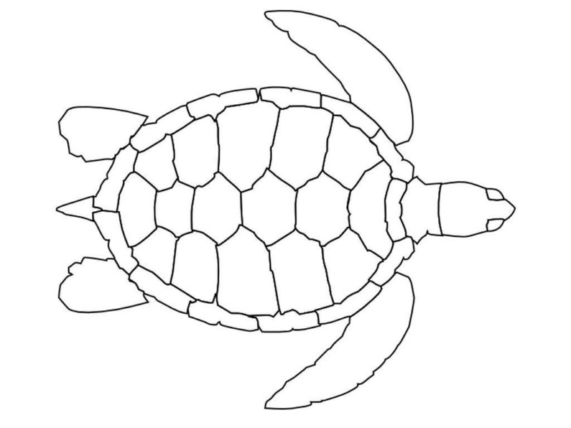 Imprimir desenho Tartarugas