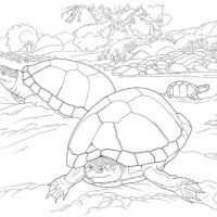 Desenhos para colorir de Tartarugas