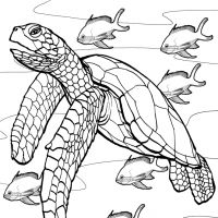 Desenhos para colorir de Tartarugas