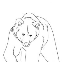 Desenhos para colorir de Ursos