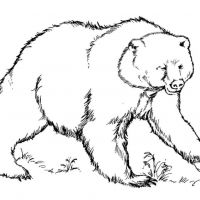 Desenhos para colorir de Ursos