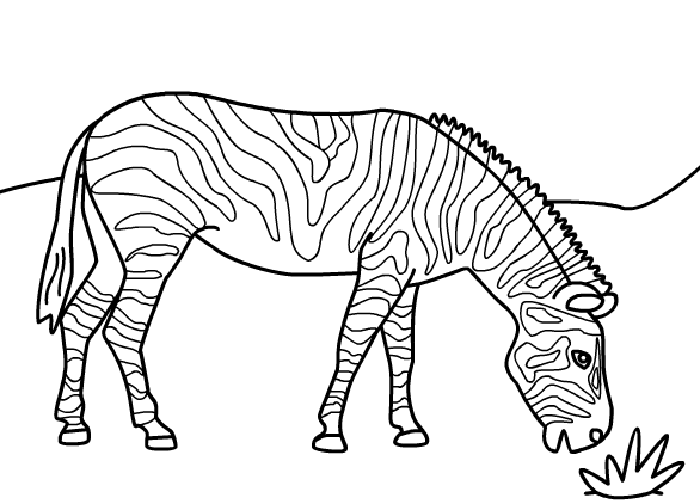 Imprimir desenho Zebras